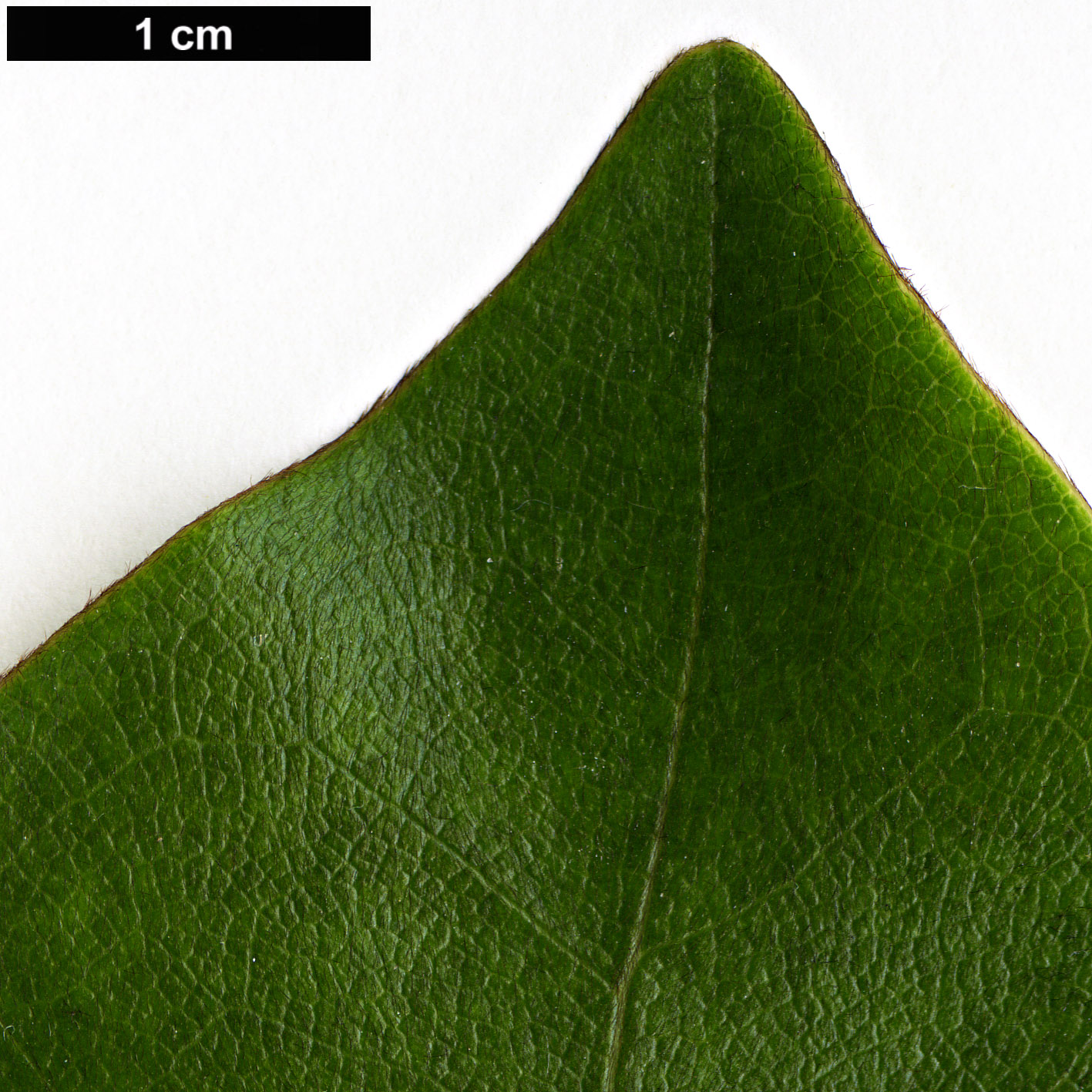 High resolution image: Family: Magnoliaceae - Genus: Magnolia - Taxon: foveolata - SpeciesSub: var. cinerascens